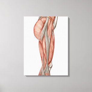 Anatomy Of Human Thigh Muscles, Anterior View Canvas Print
