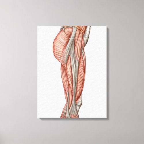 Anatomy Of Human Thigh Muscles Anterior View Canvas Print