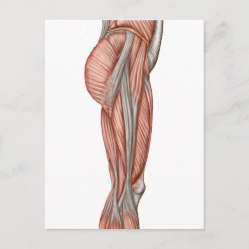 Anatomy Of Human Thigh Muscles Anterior View Postcard
