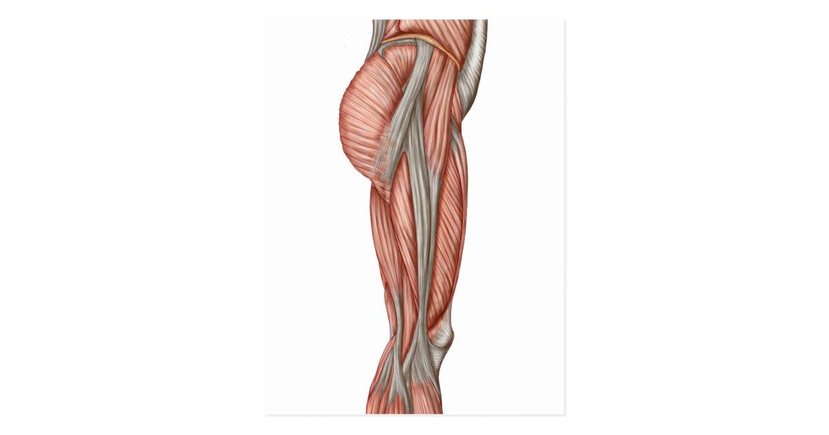 Anatomy Of Human Thigh Muscles, Anterior View Postcard | Zazzle.com