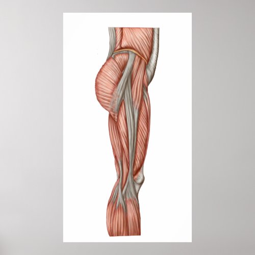 Anatomy Of Human Thigh Muscles Anterior View Poster