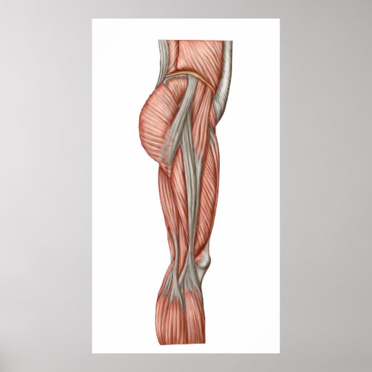 Anatomy Of Human Thigh Muscles, Anterior View Poster | Zazzle.com