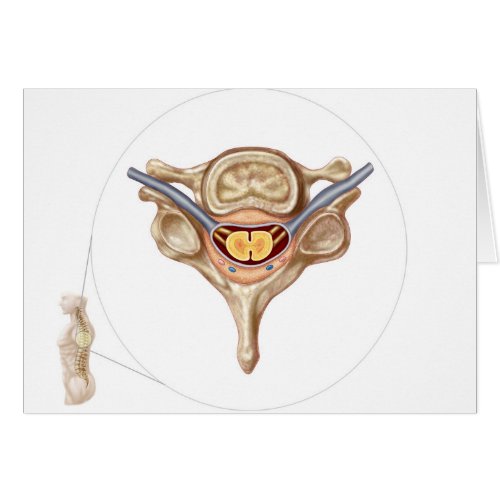 Anatomy Of Human Vertebra