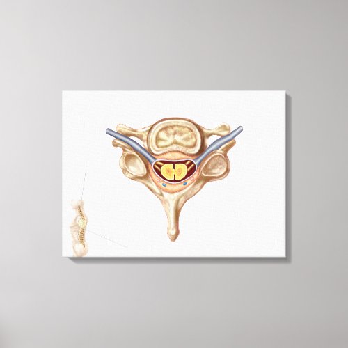 Anatomy Of Human Vertebra Canvas Print