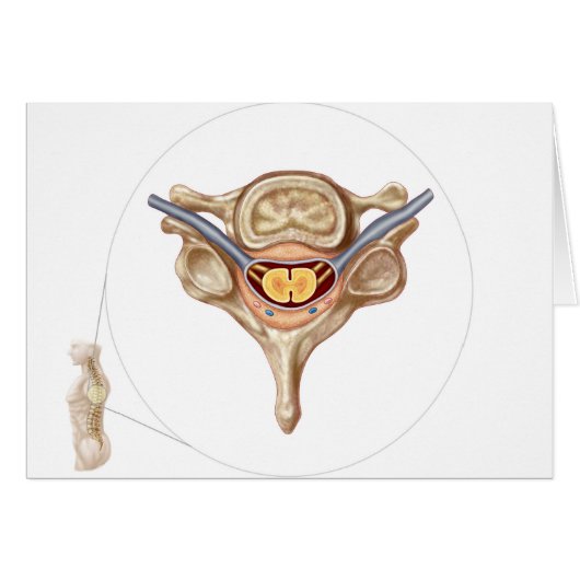 Anatomy Of Human Vertebra Cards (Front Horizontal)