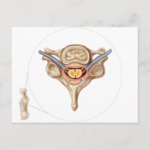 Anatomy Of Human Vertebra Postcard