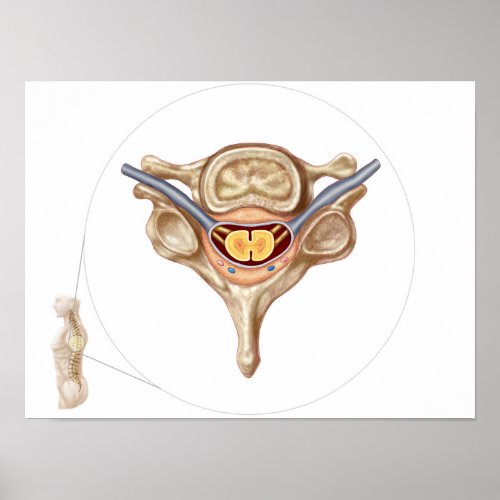 Anatomy Of Human Vertebra Poster