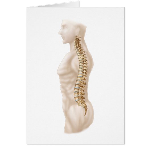 Anatomy Of Human Vertebral Column, Left Lateral Cards (Front)