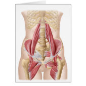Anatomy Of Iliopsoa, The Dorsal Hip Muscles (Front)