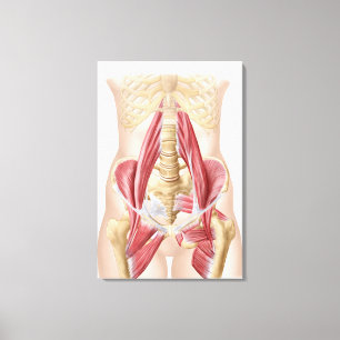 Anatomy Of Iliopsoa, The Dorsal Hip Muscles Canvas Print