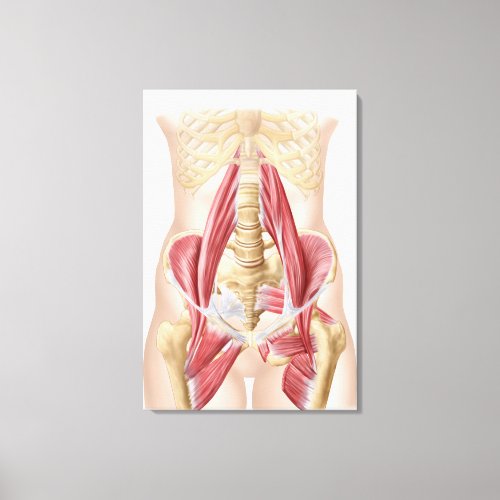 Anatomy Of Iliopsoa The Dorsal Hip Muscles Canvas Print