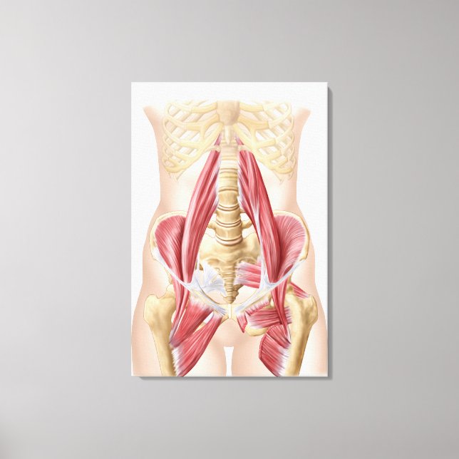 Anatomy Of Iliopsoa, The Dorsal Hip Muscles Canvas Print (Front)