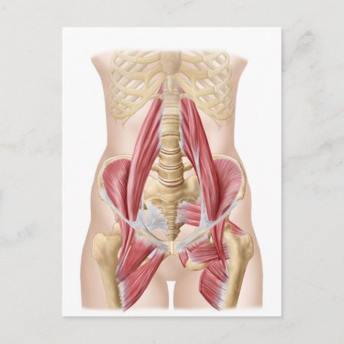 Anatomy Of Iliopsoa The Dorsal Hip Muscles Postcard
