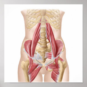 Anatomy Of Iliopsoa, The Dorsal Hip Muscles Poster