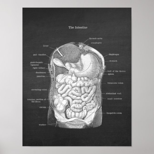 Anatomy of Intestines Gastroenterologist Decor (Front)