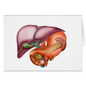 Anatomy Of Liver, Antero-Visceral View (Front Horizontal)