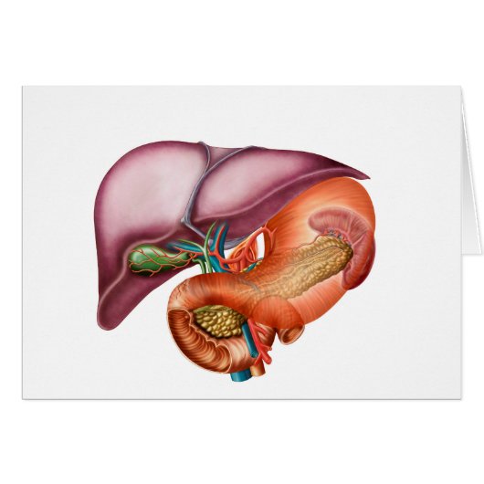 Anatomy Of Liver, Antero-Visceral View (Front Horizontal)
