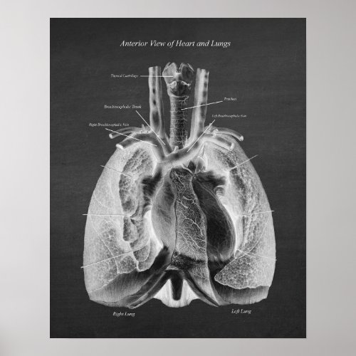 Anatomy of Lungs Heart Anterior View Poster