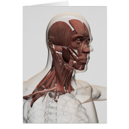 Anatomy Of Male Facial And Neck Muscles Front