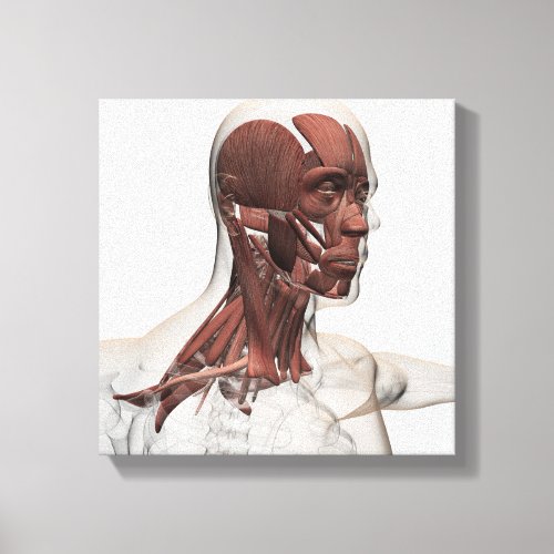 Anatomy Of Male Facial And Neck Muscles Front Canvas Print