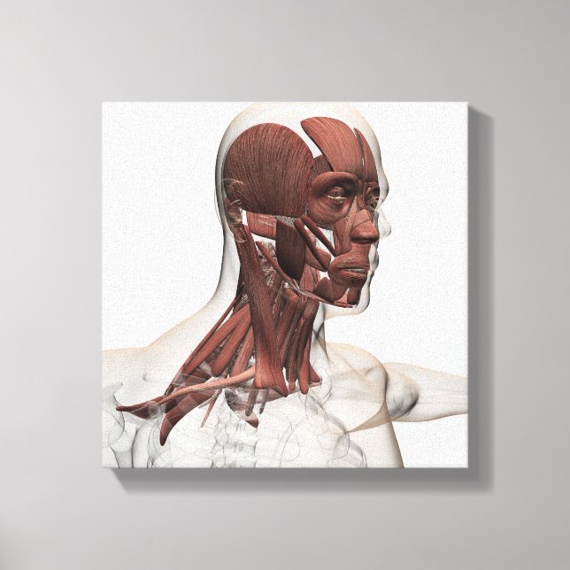 Anatomy Of Male Facial And Neck Muscles, Front Canvas Print (Front)