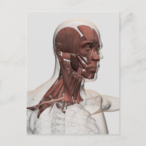 Anatomy Of Male Facial And Neck Muscles Front Postcard