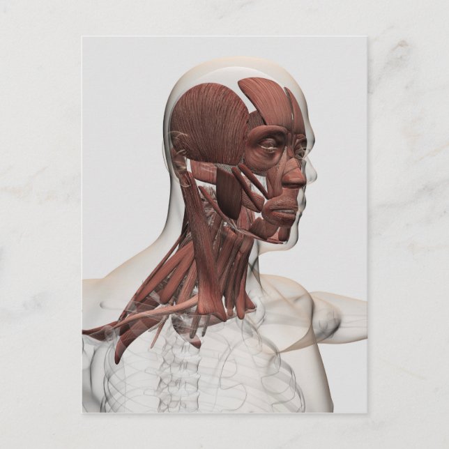 Anatomy Of Male Facial And Neck Muscles, Front Postcard (Front)
