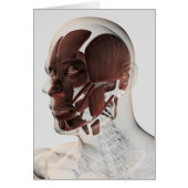 Anatomy Of Male Facial Muscles, Side View (Front)