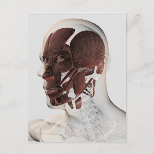 Anatomy Of Male Facial Muscles Side View Postcard