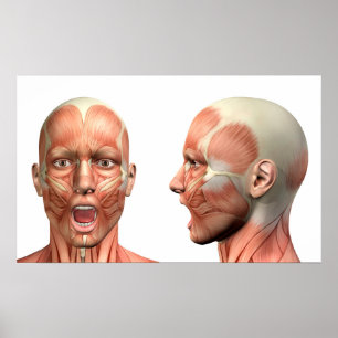 Anatomy of male head muscles in various poses poster