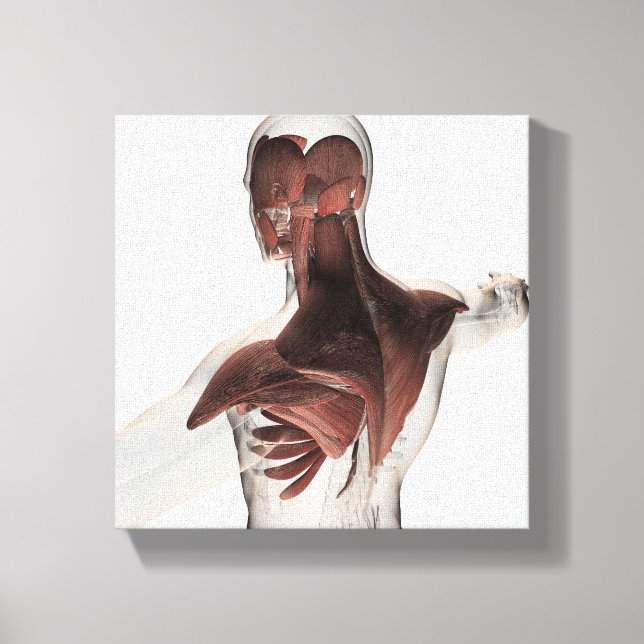 Anatomy Of Male Muscles In Upper Body 1 Canvas Print (Front)