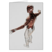 Anatomy Of Male Muscles In Upper Body 2 (Front)