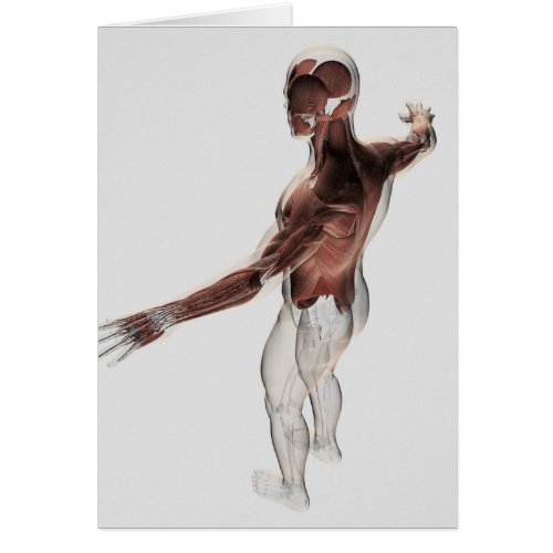 Anatomy Of Male Muscles In Upper Body 2