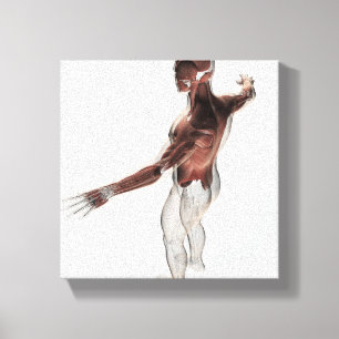 Anatomy Of Male Muscles In Upper Body 2 Canvas Print