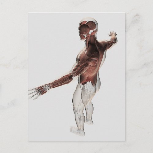 Anatomy Of Male Muscles In Upper Body 2 Postcard