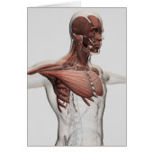 Anatomy Of Male Muscles In Upper Body, Anterior (Front)