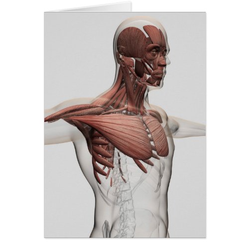 Anatomy Of Male Muscles In Upper Body Anterior