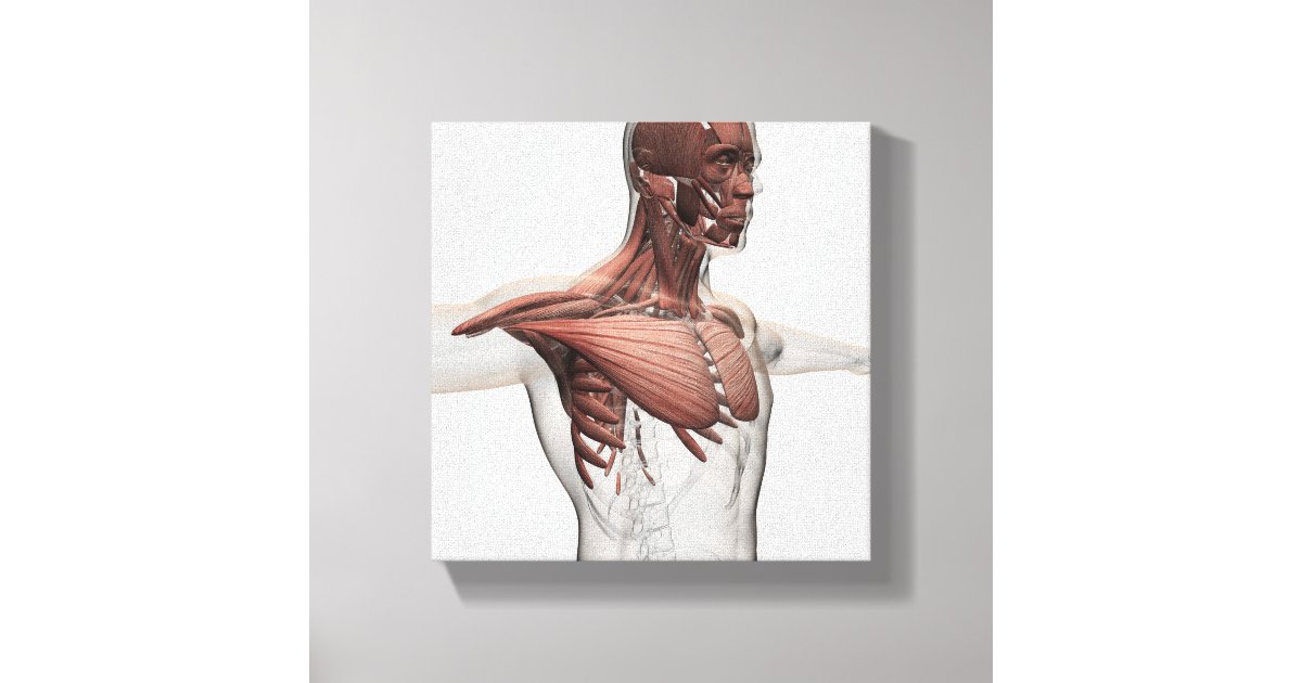 Anatomy Of Male Muscles In Upper Body, Anterior Canvas Print | Zazzle