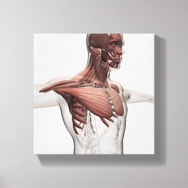 Anatomy Of Male Muscles In Upper Body, Anterior Canvas Print (Front)