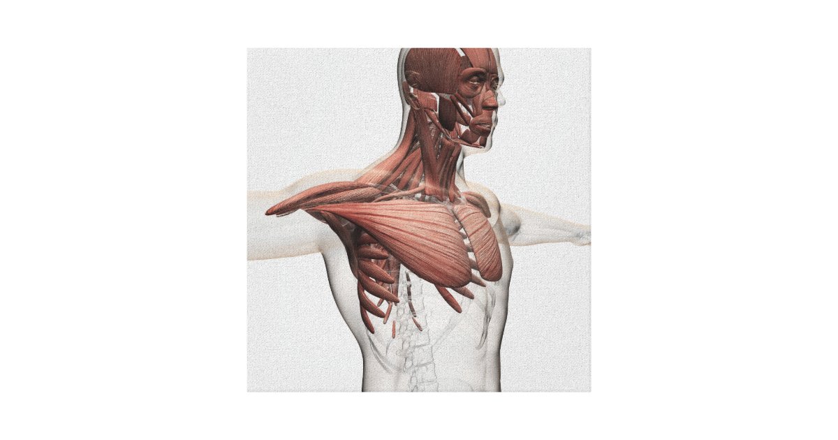 Anatomy Of Male Muscles In Upper Body, Anterior Canvas ...