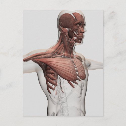 Anatomy Of Male Muscles In Upper Body Anterior Postcard