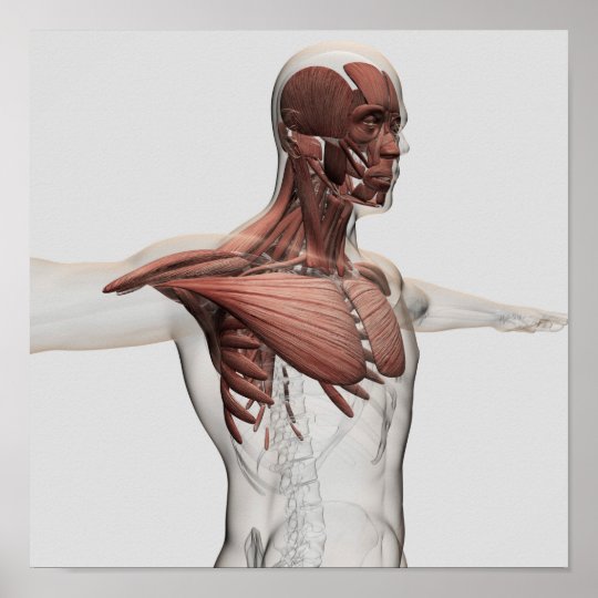 Anatomy Of Male Muscles In Upper Body Anterior Poster Zazzle Com