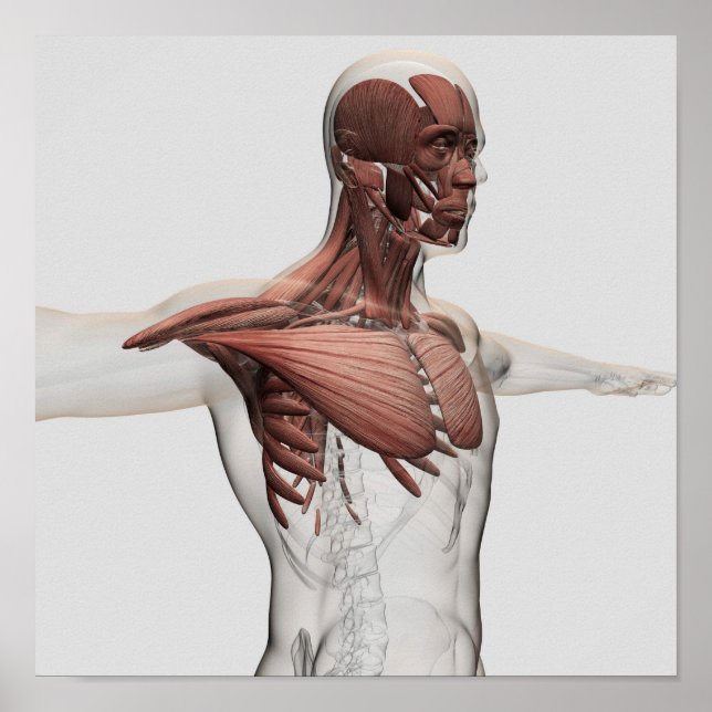 Anatomy Of Male Muscles In Upper Body, Anterior Poster (Front)
