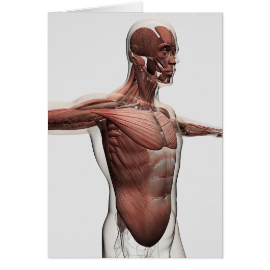 Anatomy Of Male Muscles In Upper Body, Side View (Front)