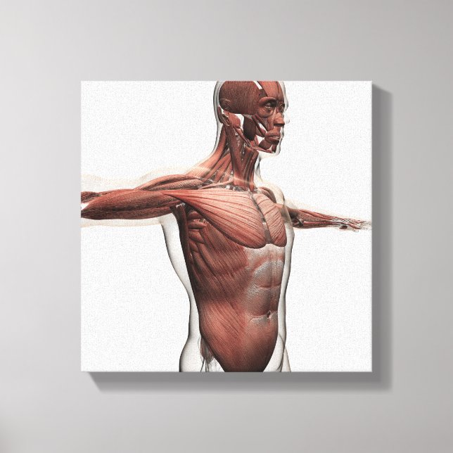 Anatomy Of Male Muscles In Upper Body, Side View Canvas Print (Front)