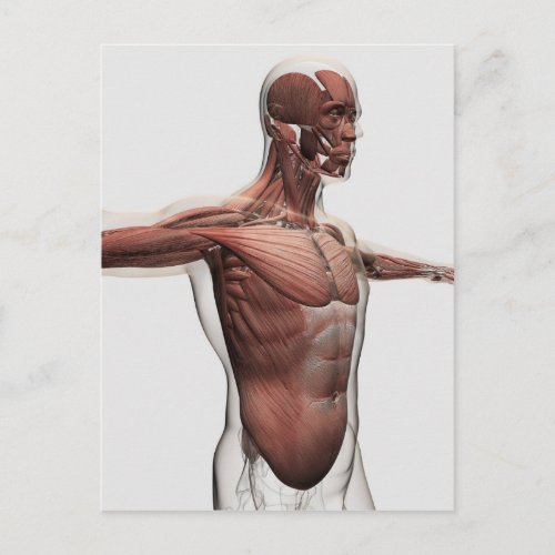 Anatomy Of Male Muscles In Upper Body Side View Postcard