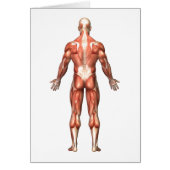 Anatomy Of Male Muscular System, Back View (Front)