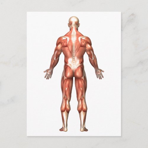 Anatomy Of Male Muscular System Back View Postcard