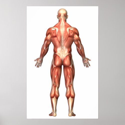 Anatomy Of Male Muscular System Back View Poster