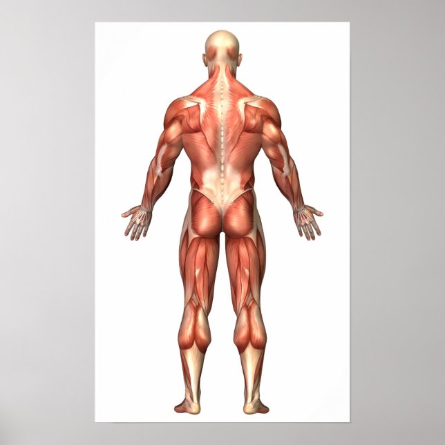 Anatomy Of Male Muscular System, Back View Poster (Front)